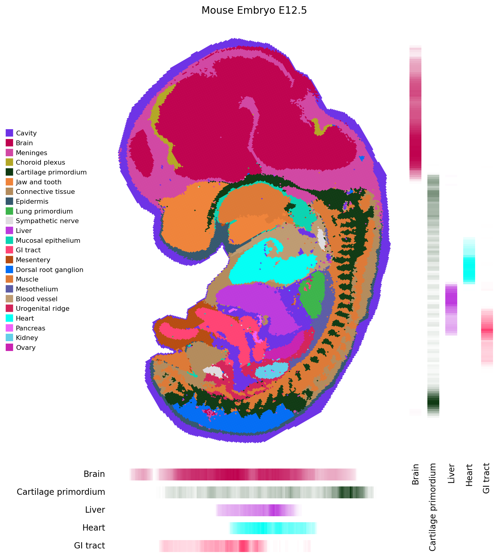 Mouse Embryo E12.5
