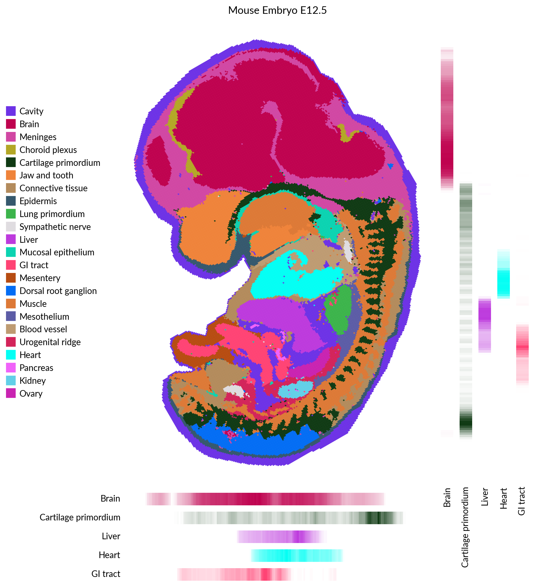 Mouse Embryo E12.5